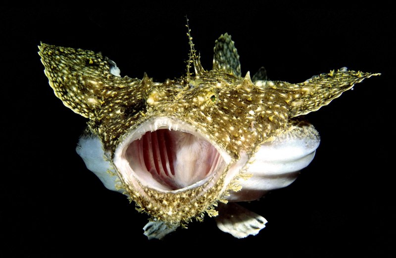 Чёрный удильщик Джонсона