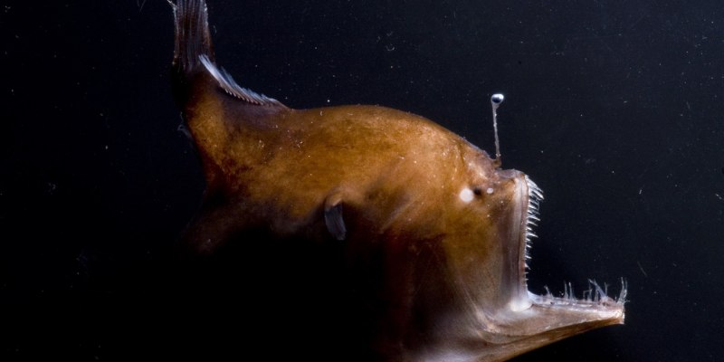 Удильщики рыбы в реальной жизни