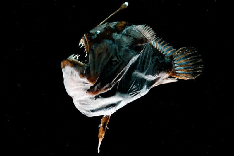 Рыба удильщик из Немо