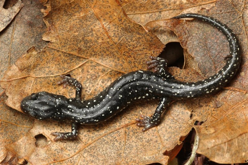 Серопятнистый Тритон