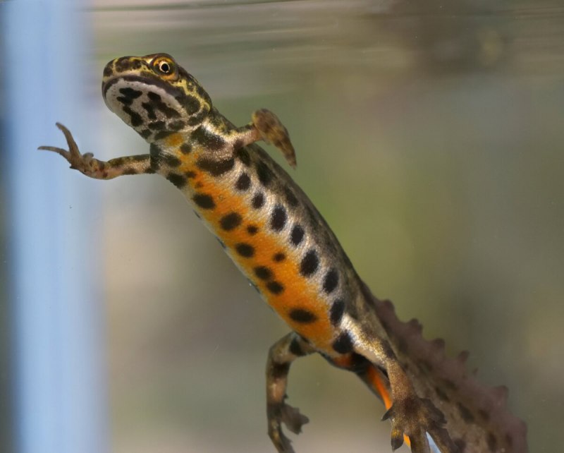 Тритон амфибия или рептилия