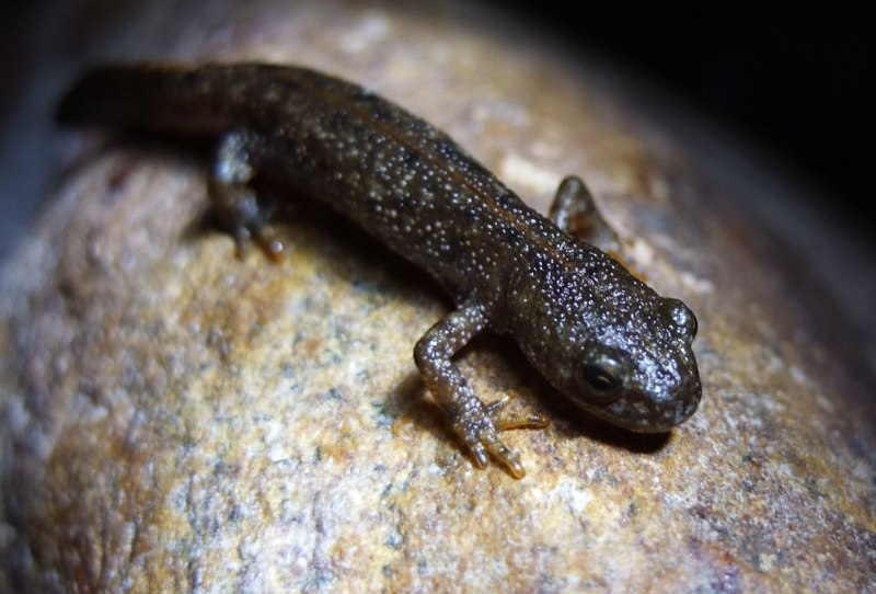 Тритон Тритон Тритон Тритон