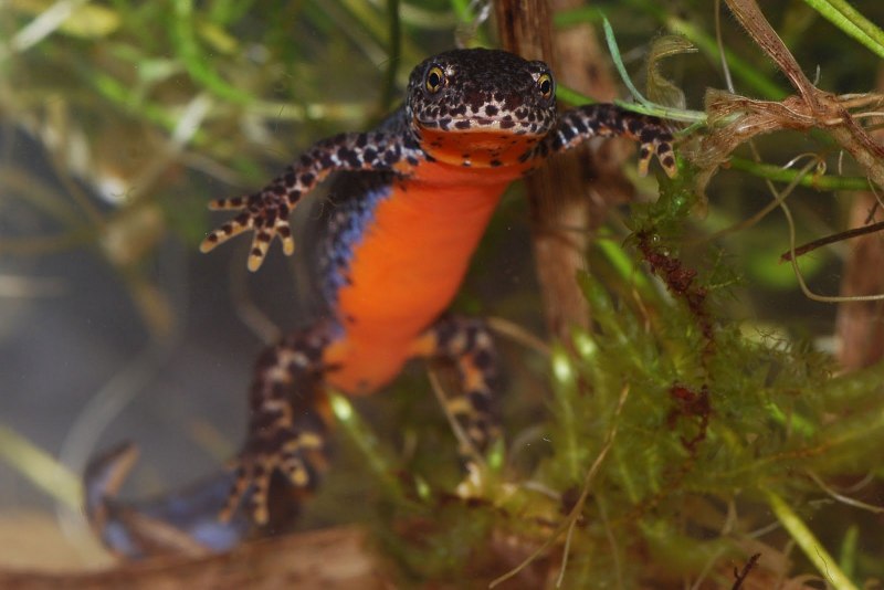 Пиренейский горный Тритон