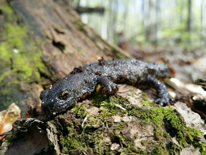 Тритон (Lissotriton vulgaris)