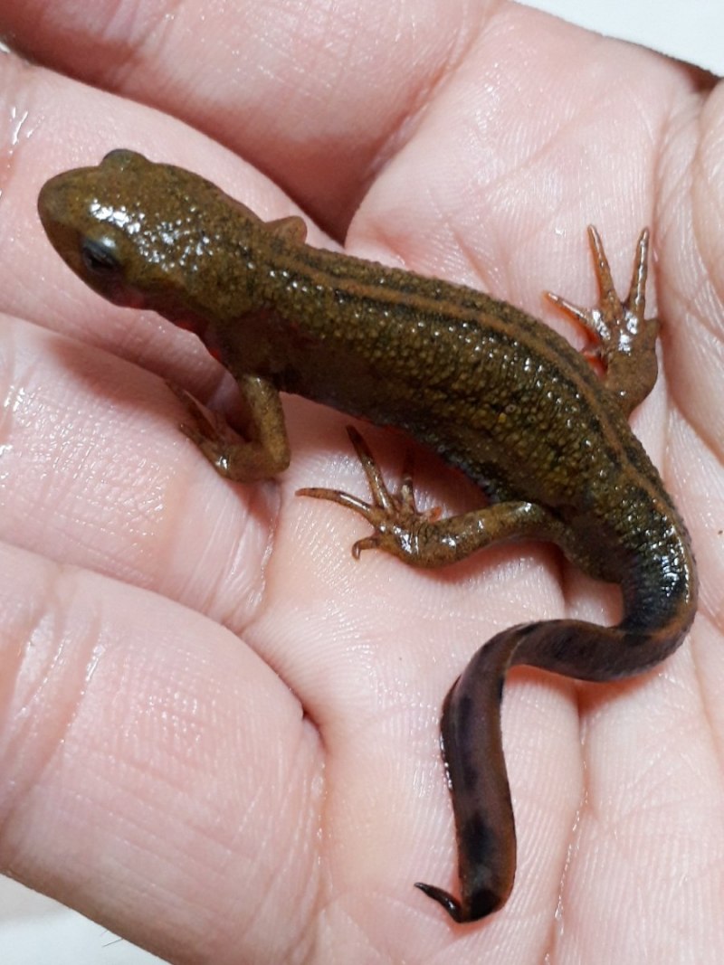 Обыкновенный Тритон (Triturus vulgaris)