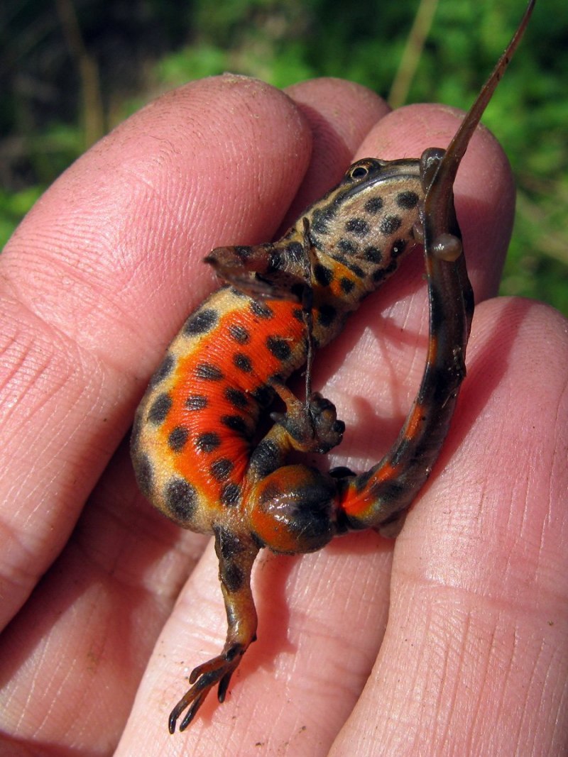 Тритон земноводное