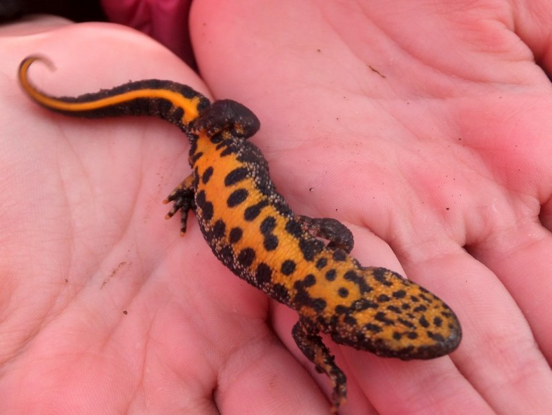 Тритон гребенчатый (ящерица)