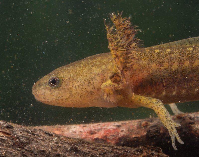 Гребенчатый Тритон