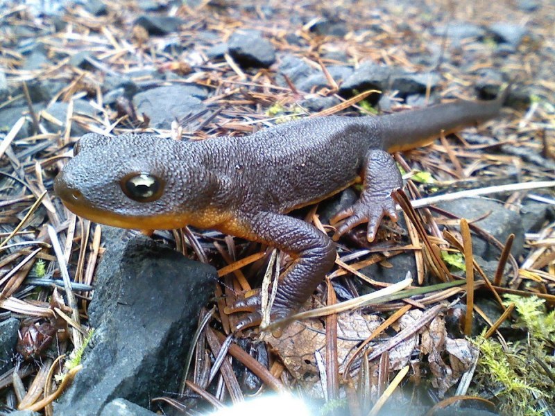 Тритон подмосковный
