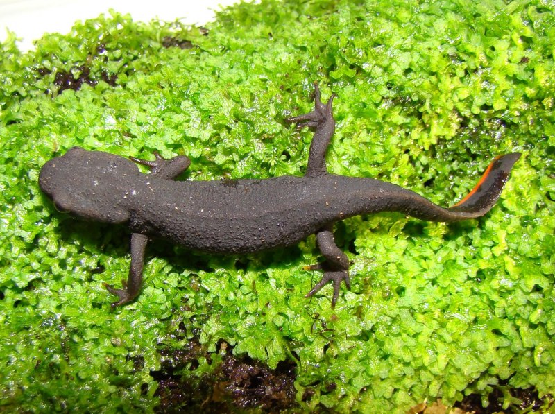 Tylototriton SHANJING