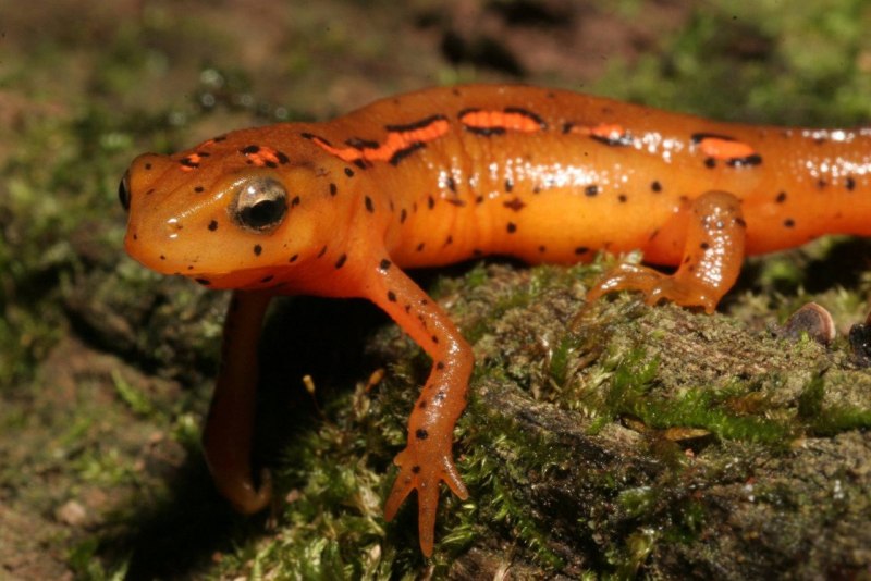 Обыкновенный Тритон Ланца