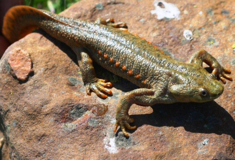 Тритон Земляной черный