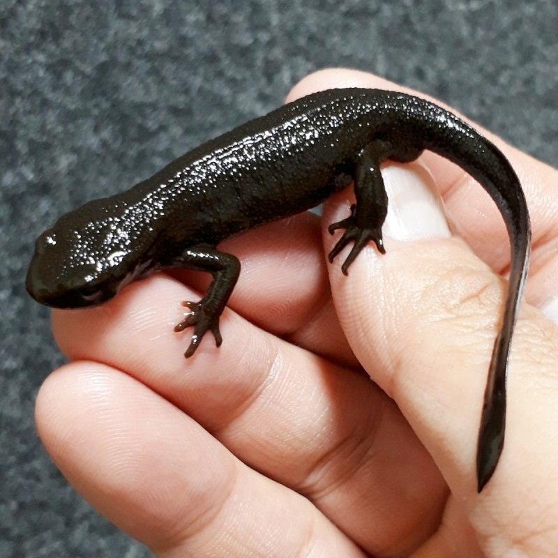 Тритон пятнистый