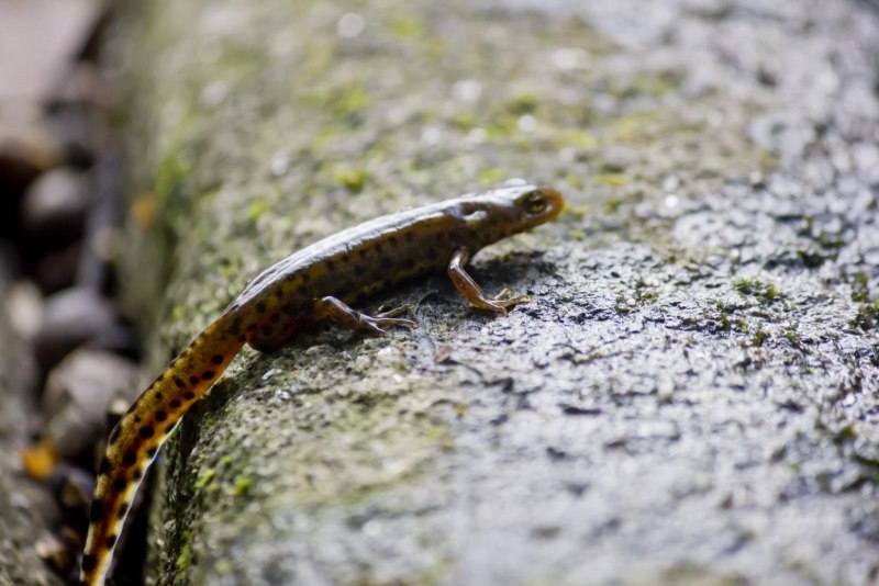 Серопятнистый Тритон
