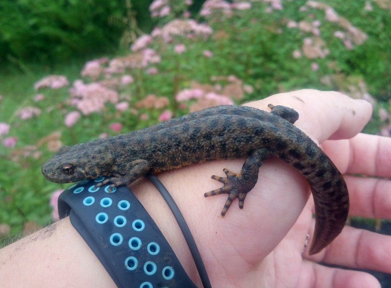 Тритон кавказский