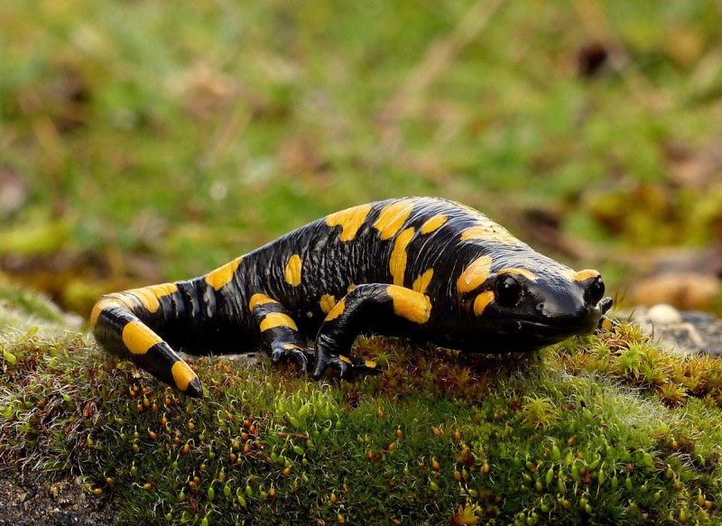 Земноводные Тритон обыкновенный