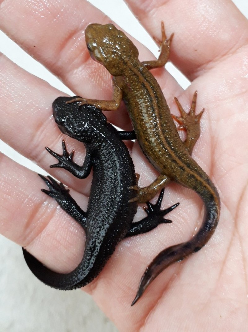 Обыкновенный Тритон