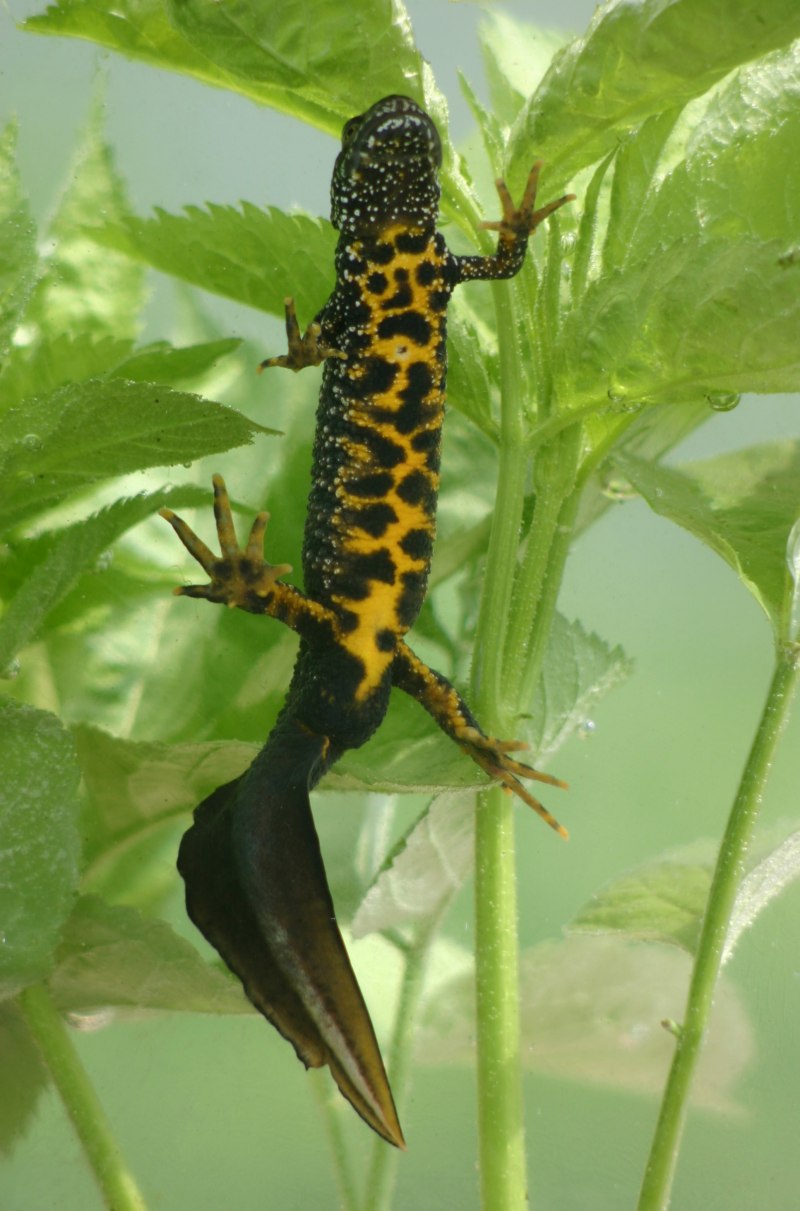 Китайский краснобрюхий Тритон