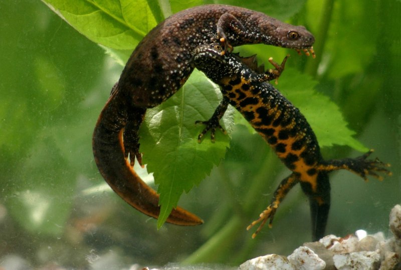 Тритон огненнобрюхий