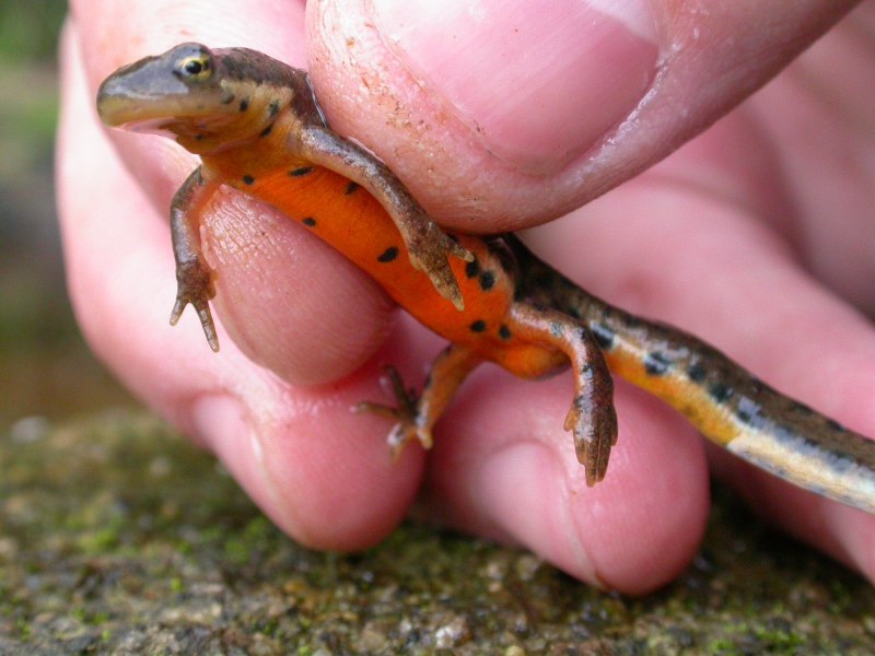 Гребенчатый Тритон самка