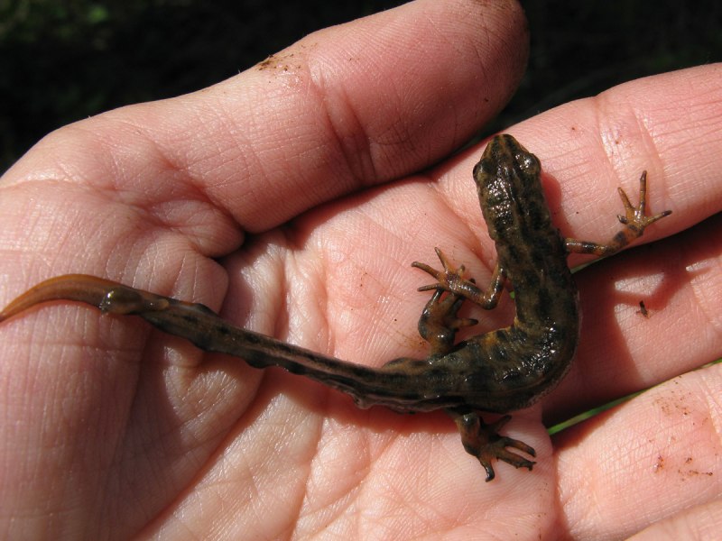 Сцинк ящерица