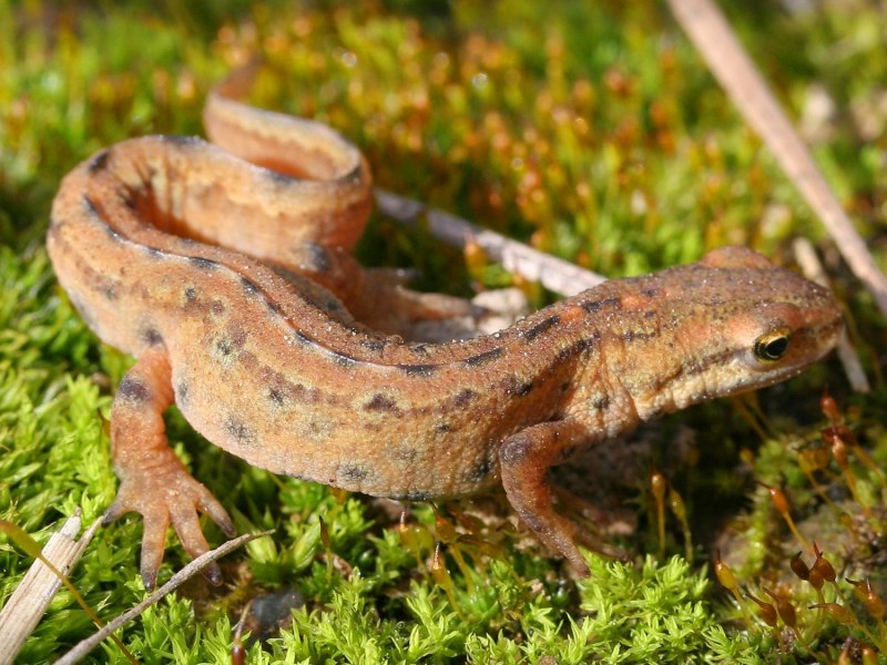 Северовьетнамский Тритон