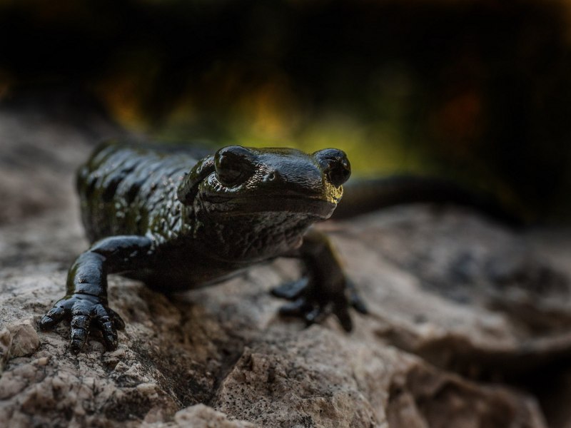 Восточноамериканский Тритон