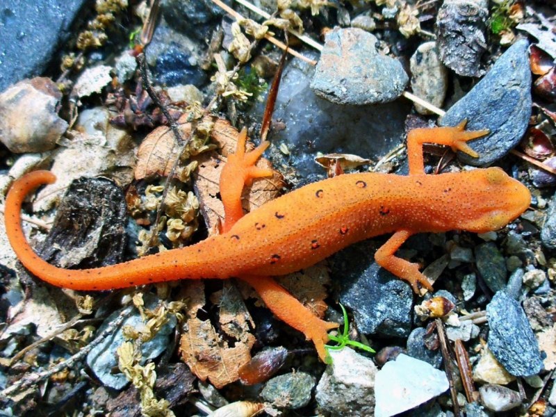 Земноводные Тритон гребенчатый