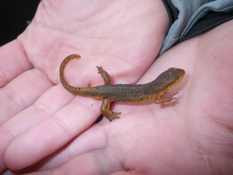 Желтобрюхий Тритон