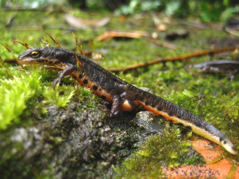 Горный ложный Тритон