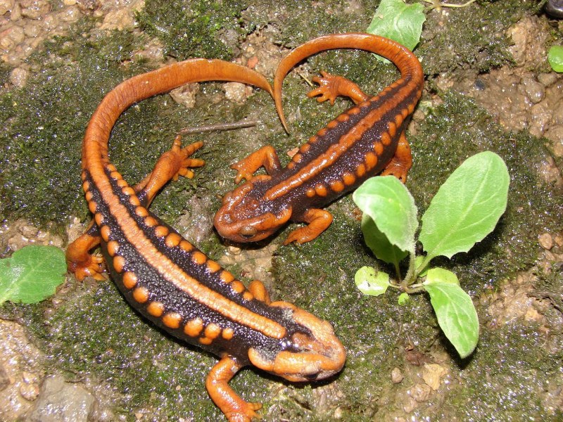 Гребенчатый Тритон