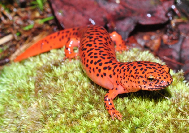 Хвостатые земноводные испанский Тритон