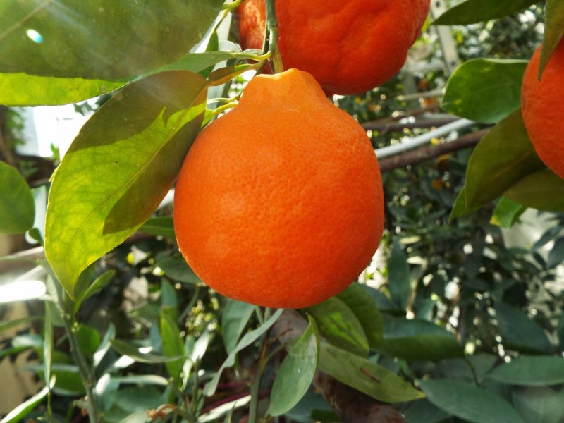 Гибрид мандарина Клементин