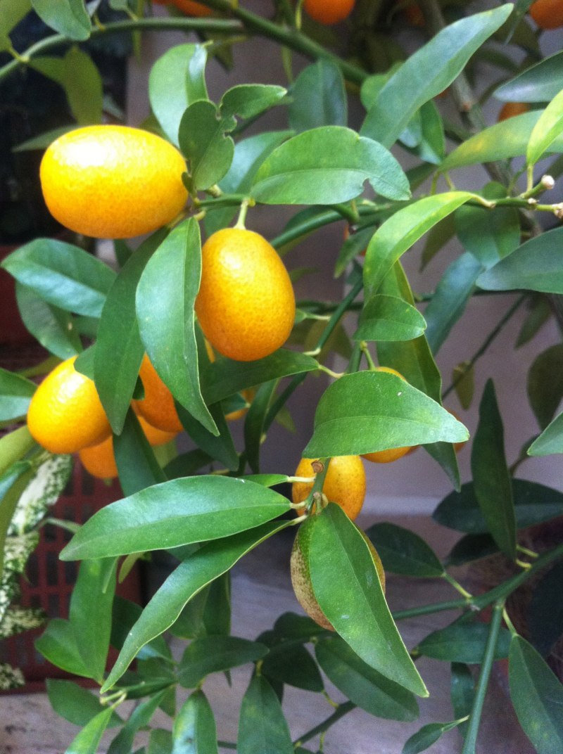 Тангор мандарин