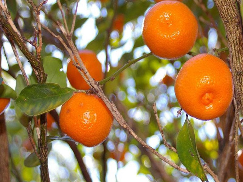 Мандарин уншиу комнатный