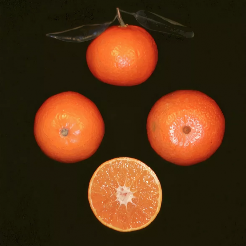 Гаянима цитрус