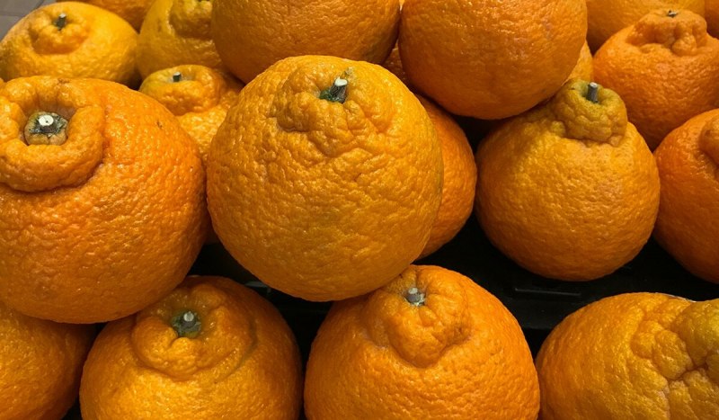 Гибрид апельсина и помело