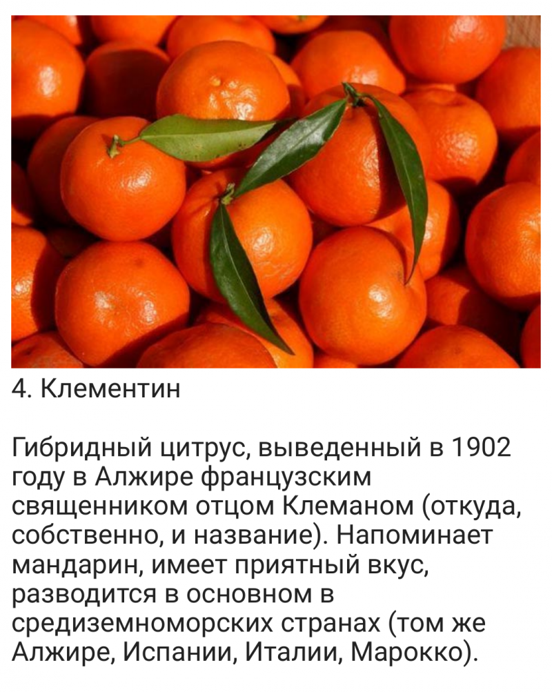Мандарины Минеола Клементины