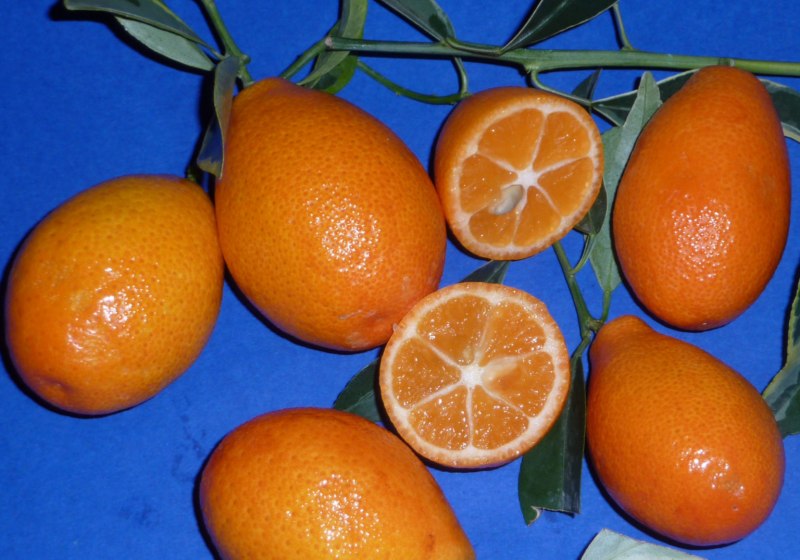 Мандарины Клементины Марокко