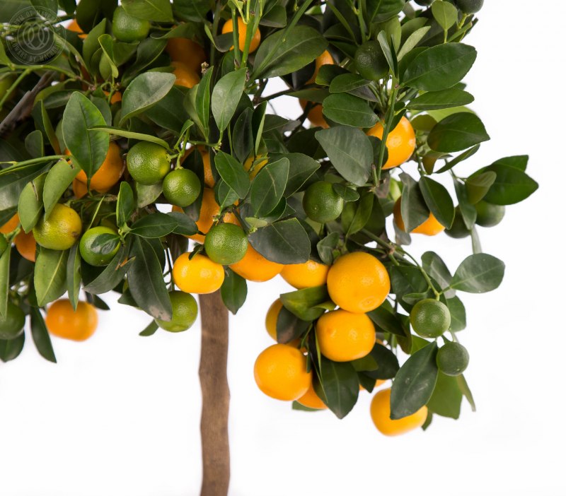 Минеола цитрус