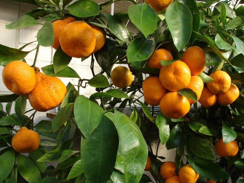 Мандарины сорта Клементины