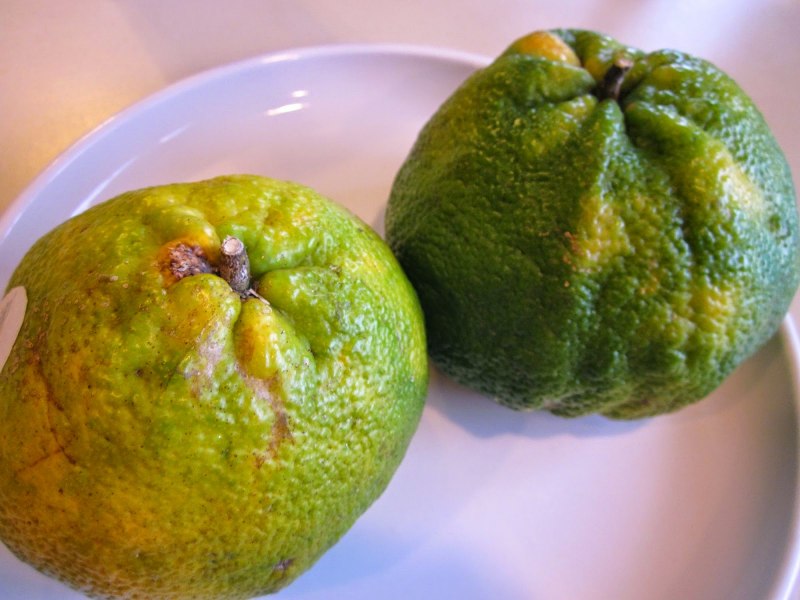 Сорт мандаринов Сатсума