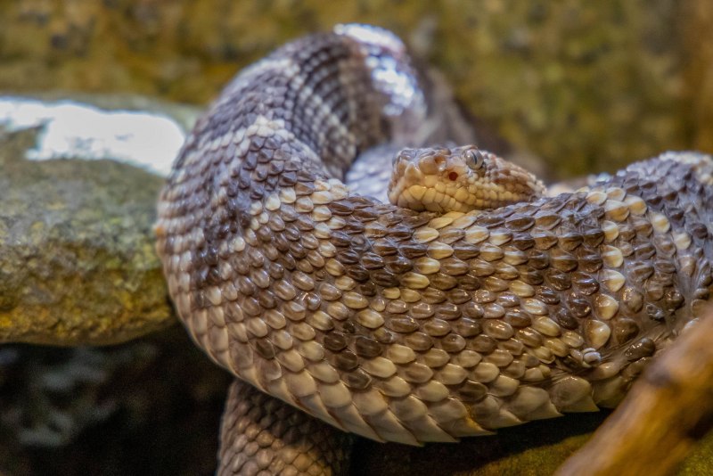 Техасский гремучник Crotalus Atrox