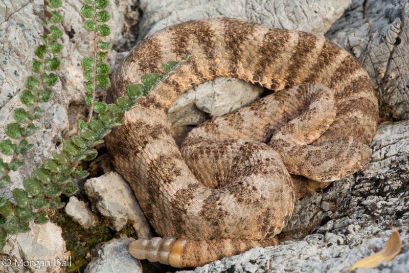 Тигровый гремучник Crotalus Tigris