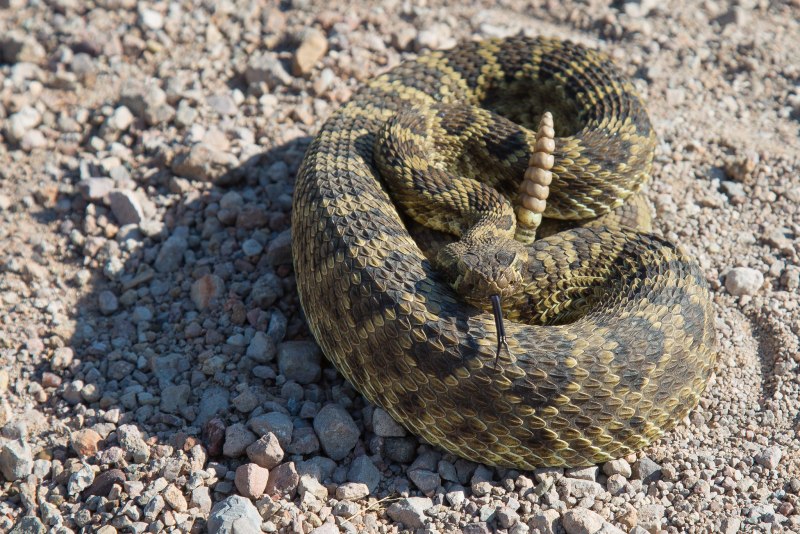 Зелёный гремучник