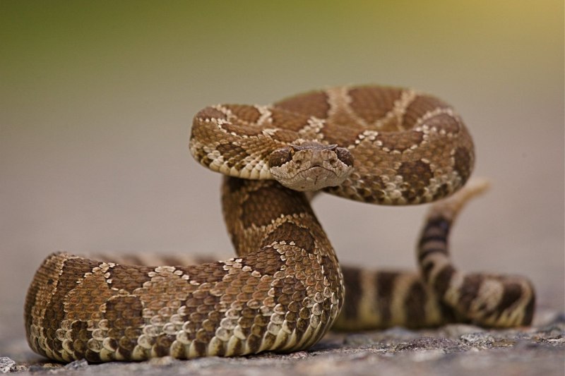 Crotalus cerastes — рогатый гремучник