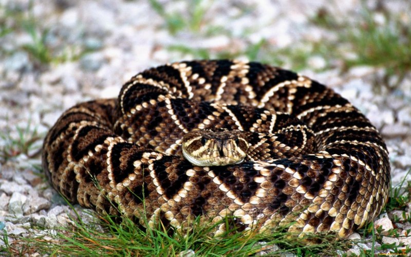 Техасский гремучник змея