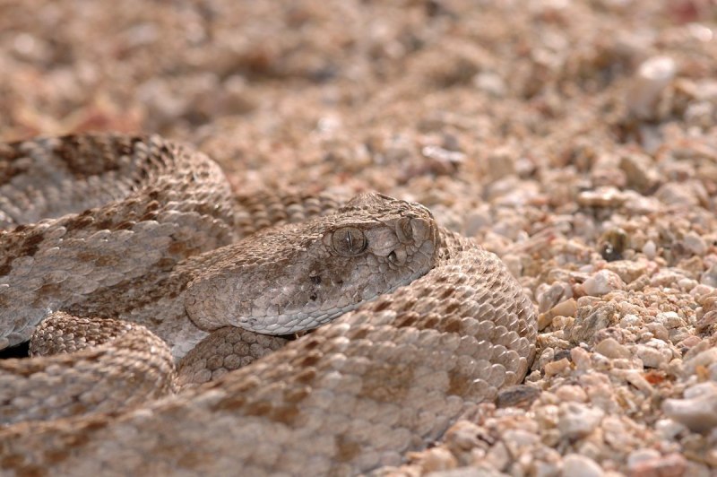 Crotalus horridus