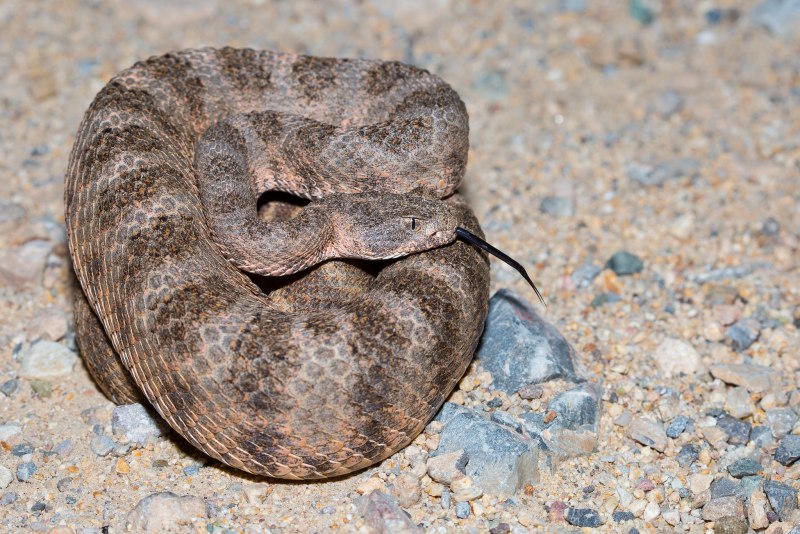 Чернохвостый гремучник