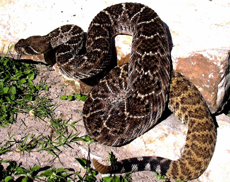 К кому относятся змеи